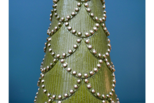 Load image into Gallery viewer, Vintage style Christmas Tree