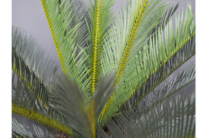 Artificial Cycad