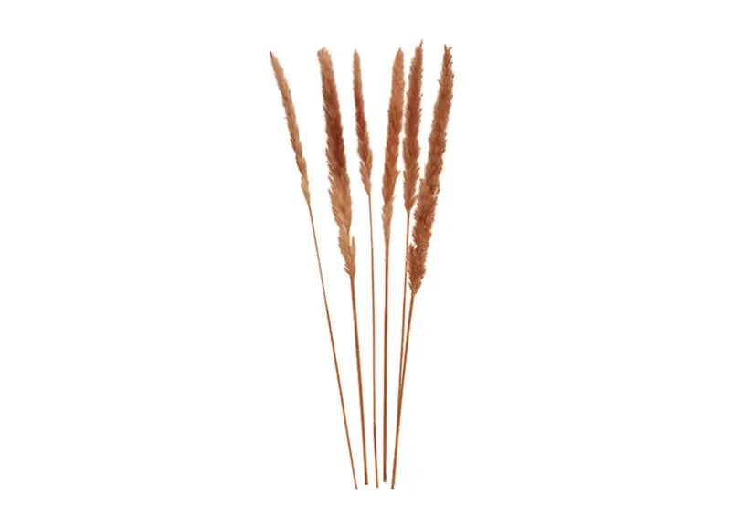Pampas grass brown tone set of 6, 75cm