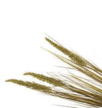Load image into Gallery viewer, Wheatgrass green stem