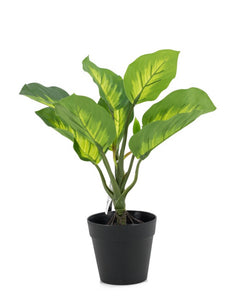 Monstera leafy in pot