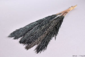 DRY PAMPAS NANAL GREY WITH NAVY TONES 75CM P/10