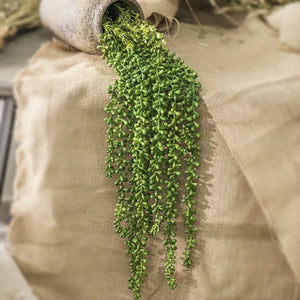 String of Pearls
