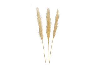 Pampas grass natural tones  set of 3, 143cm